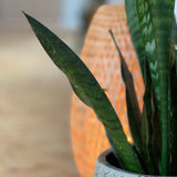 Sunday Sanctuary Yoga & Master Reiki - Sunday Soul Sanctuary - closed for booking (drops in only, DM for available spaces)