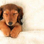 Master level Reiki for all your fur babies, with Luna Rock Wellness & Healing. Help your pets and animals heal and restore balance physically and emotionally. Based in central Cheltenham